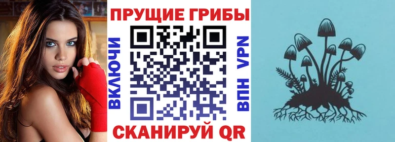 наркота  Шали  Псилоцибиновые грибы Cubensis 